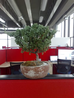 Boost employee productivity by adding live plants to your small office environment